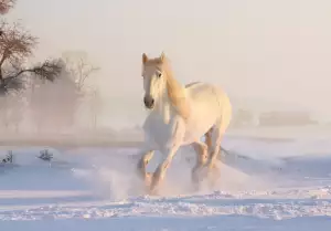 Pajecka