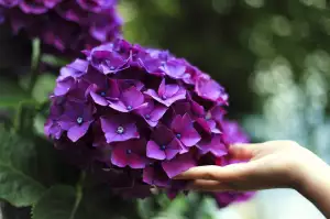 Alcatel One Touch