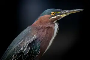 Heron